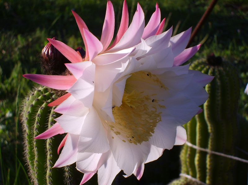 Trichocereus schickendantzii 