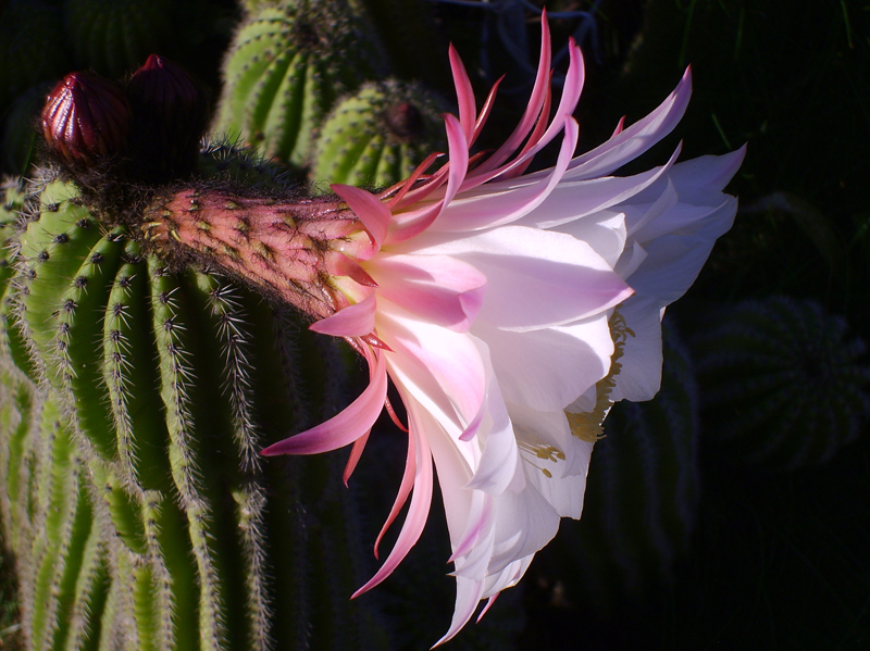 Trichocereus schickendantzii 