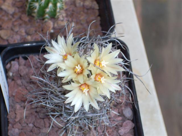 Turbinicarpus schmiedickeanus ssp. dickisoniae 