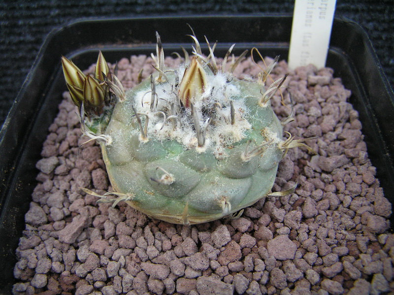 Turbinicarpus klinkerianus 