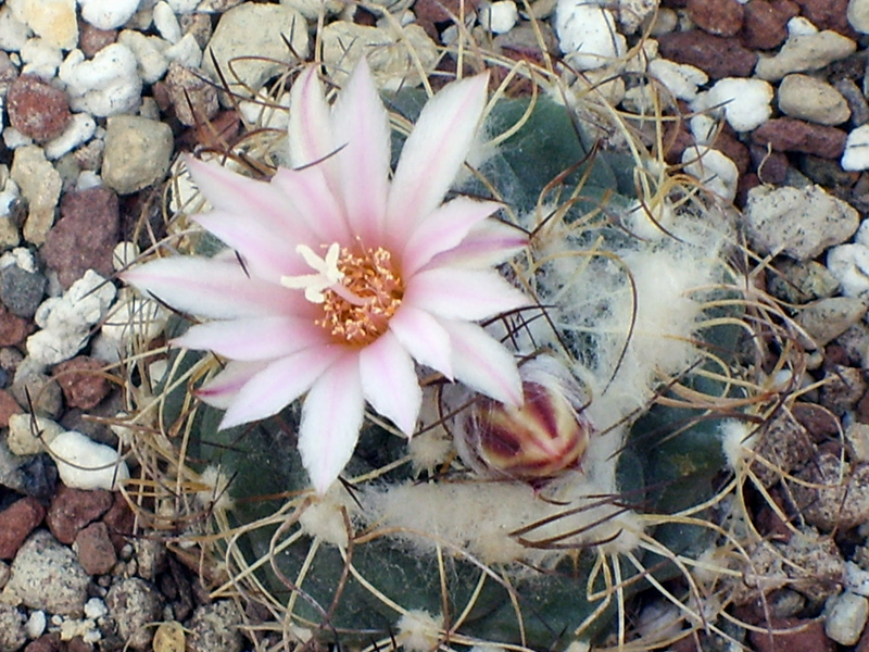 Turbinicarpus laui 