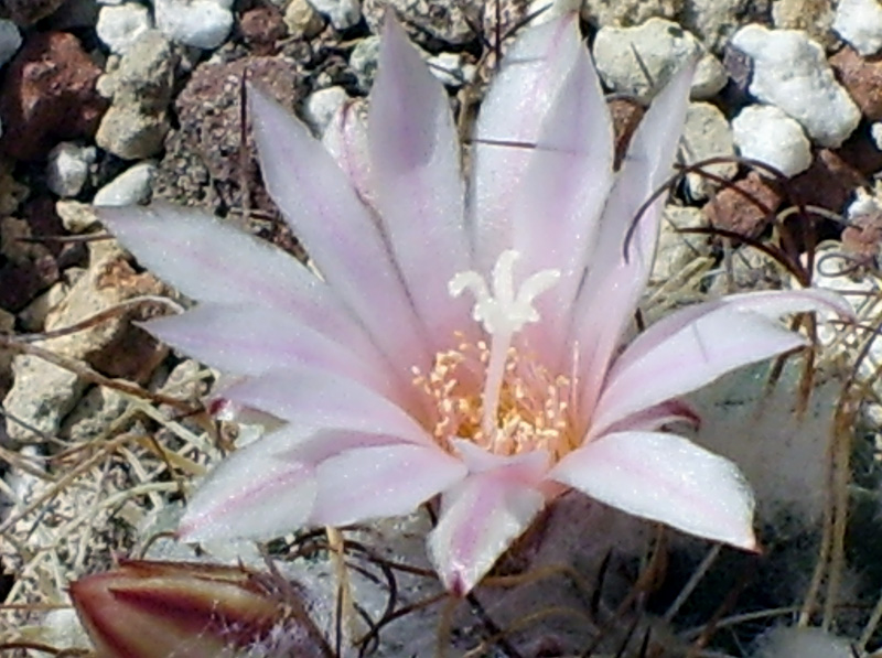 Turbinicarpus laui 