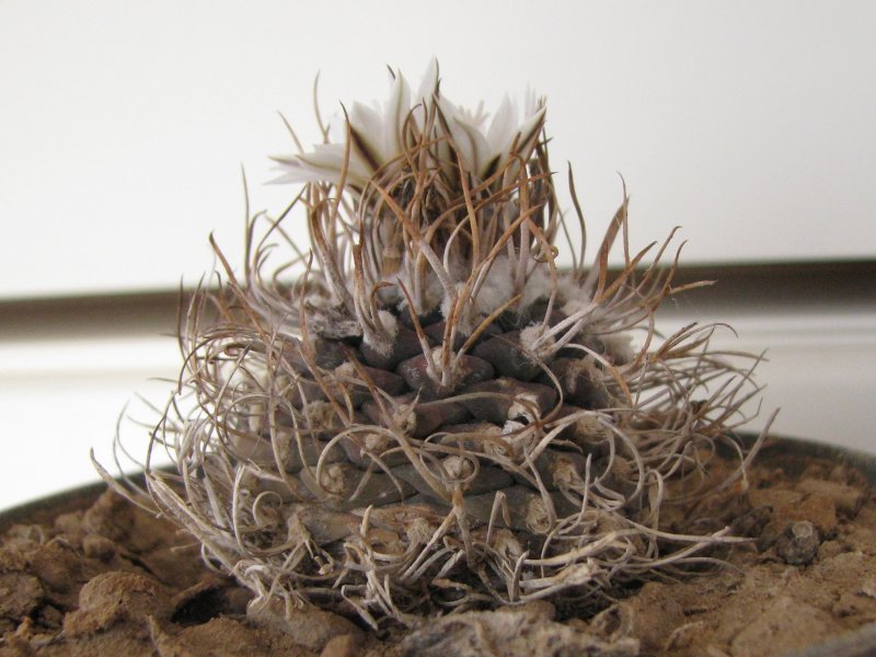 Turbinicarpus macrochele 