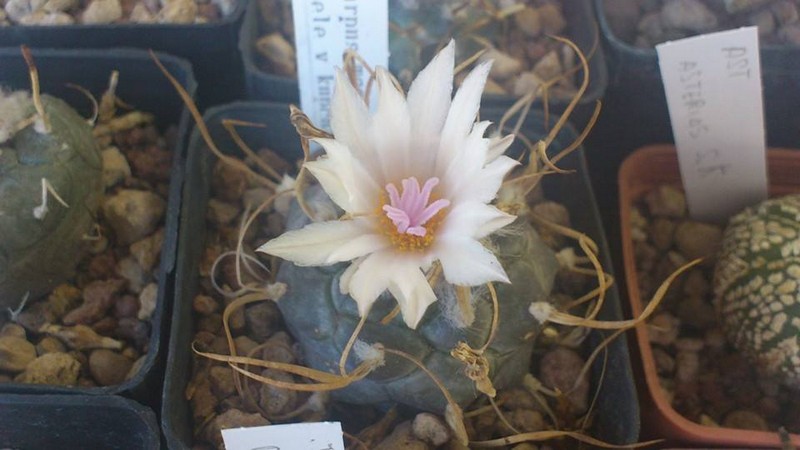 Turbinicarpus macrochele v. kupchaki TCG 3002