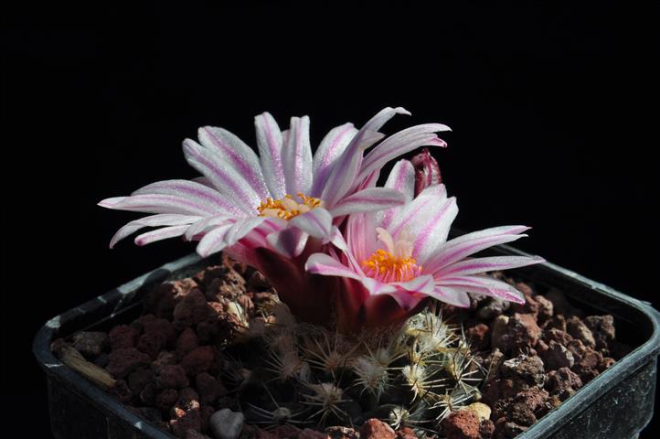 Turbinicarpus x mombergeri 