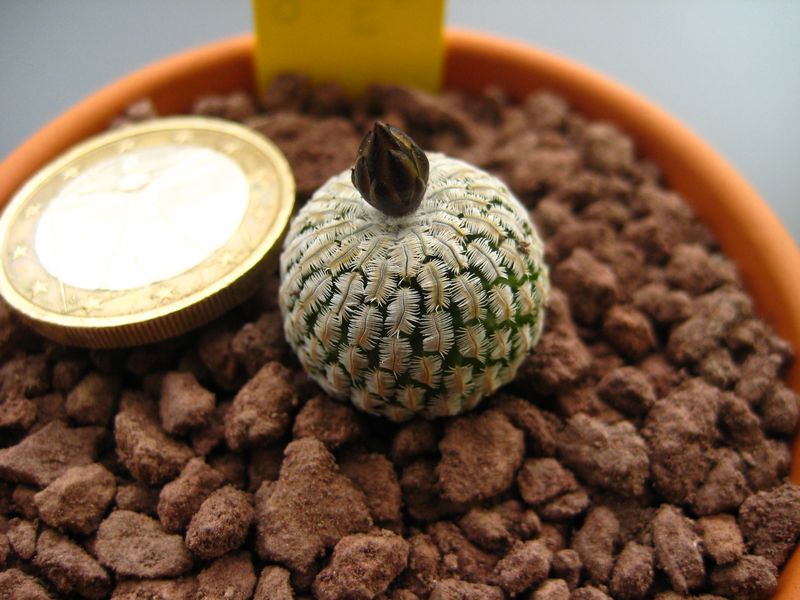 Turbinicarpus pseudopectinatus ssp. jarmilae 