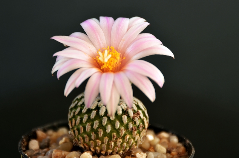 Turbinicarpus pseudopectinatus ssp. jarmilae 