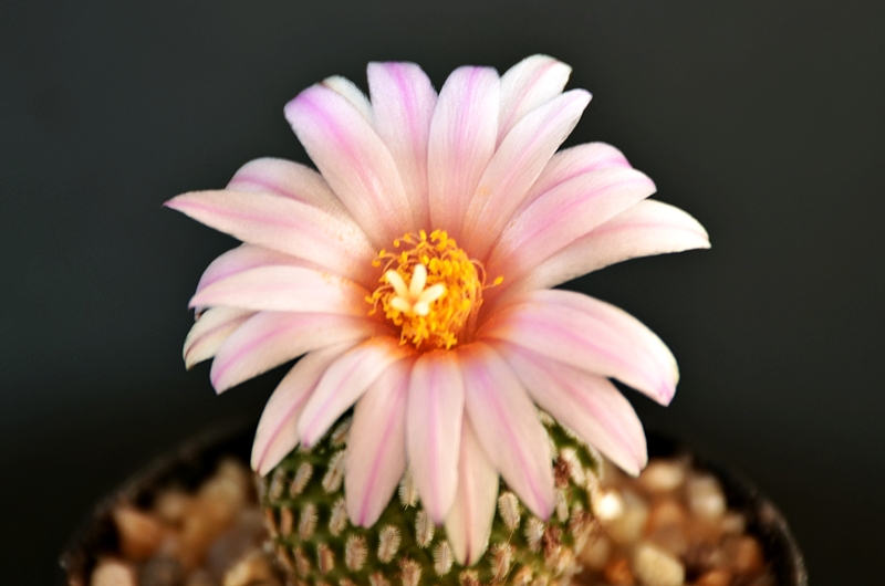 Turbinicarpus pseudopectinatus ssp. jarmilae 