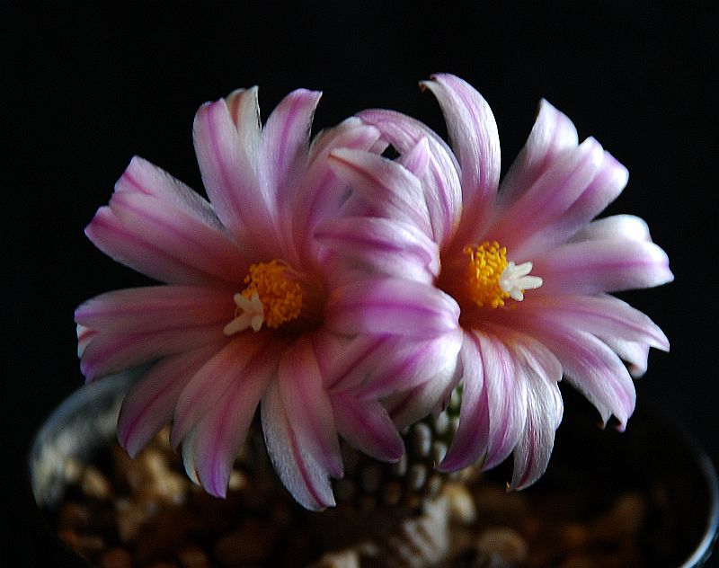 Turbinicarpus pseudopectinatus ssp. jarmilae 