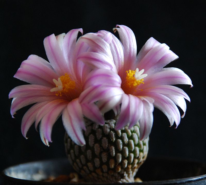 Turbinicarpus pseudopectinatus ssp. jarmilae 