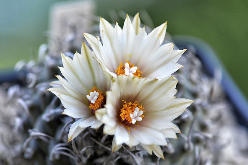 Turbinicarpus schmiedickeanus 