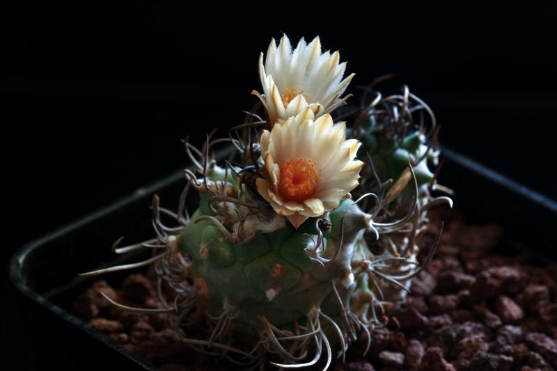 Turbinicarpus sp. negrita 