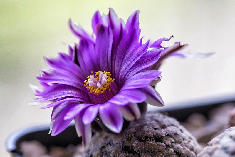 Turbinicarpus valdezianus 