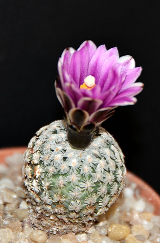 Turbinicarpus valdezianus 