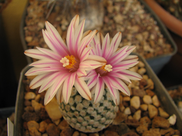 Turbinicarpus valdezianus 