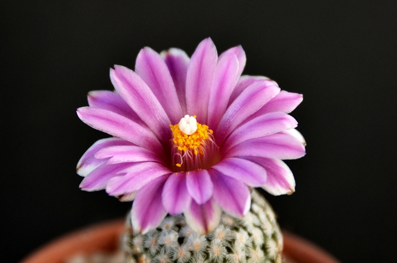 Turbinicarpus valdezianus 