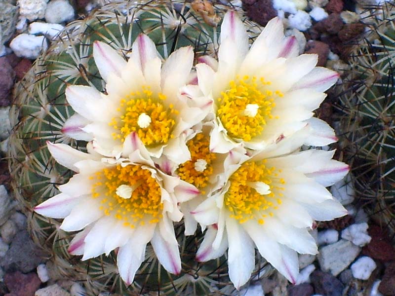 Turbinicarpus saueri ssp. ysabelae 