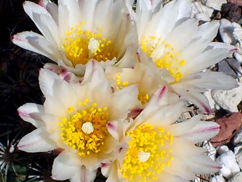 Turbinicarpus saueri ssp. ysabelae 