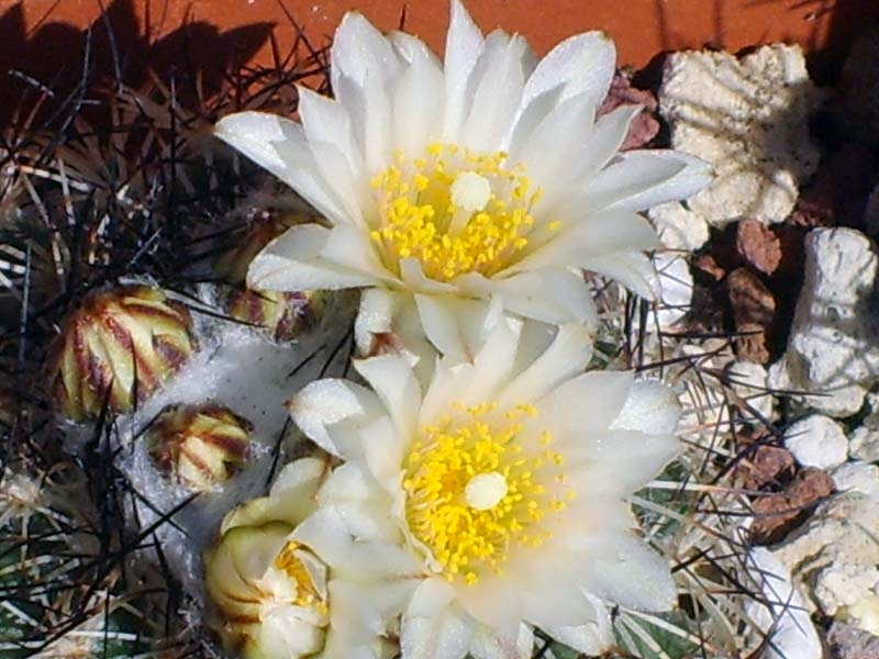 Turbinicarpus saueri ssp. ysabelae 