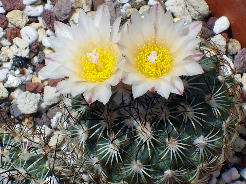 Turbinicarpus saueri ssp. ysabelae 