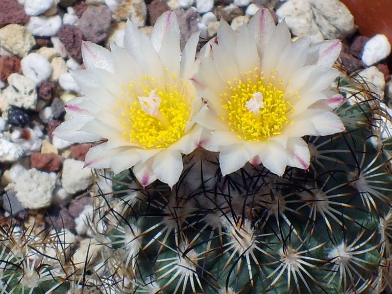 Turbinicarpus saueri ssp. ysabelae 