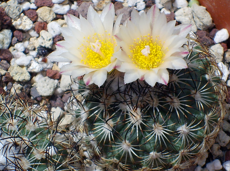 Turbinicarpus saueri ssp. ysabelae 