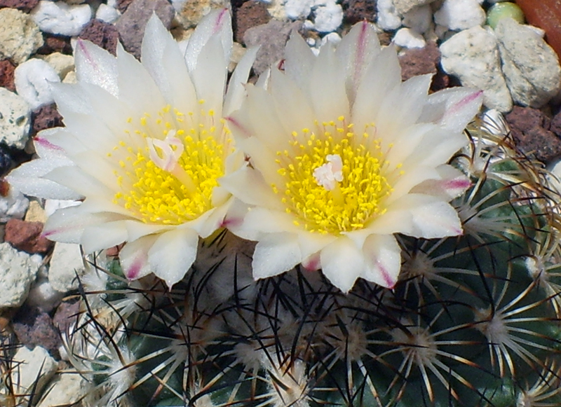 Turbinicarpus saueri ssp. ysabelae 