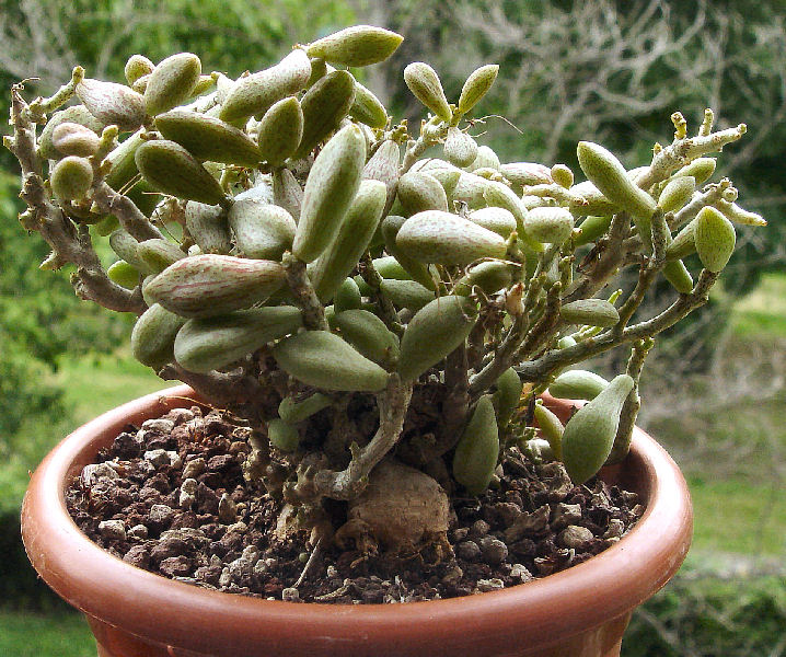 tylecodon schaeferianus