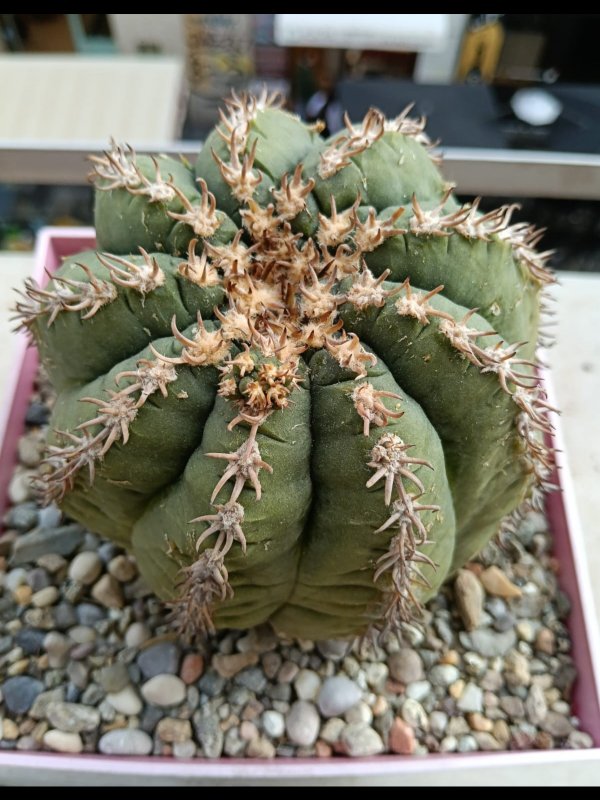 gymnocalycium spegazzinii f. unguispinum