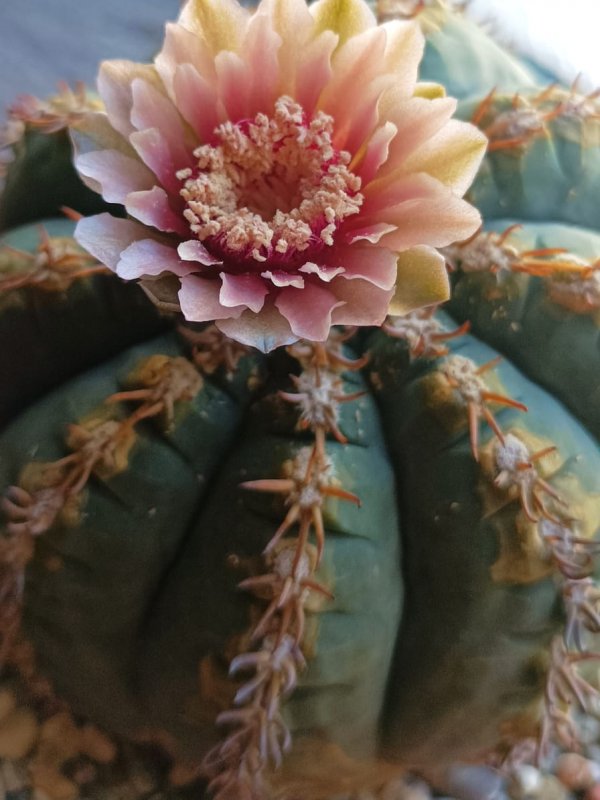 Gymnocalycium spegazzinii f. unguispinum 