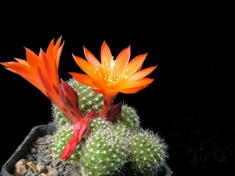 Rebutia krainziana J212