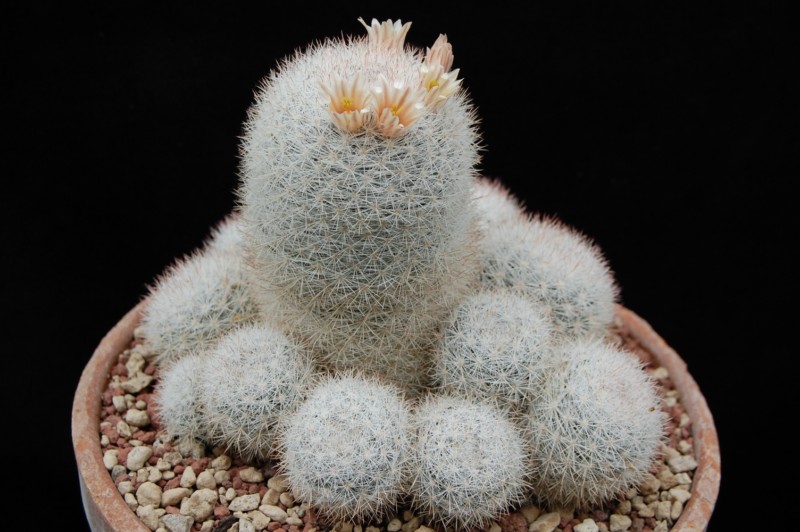 Mammillaria candida v. caespitosa 