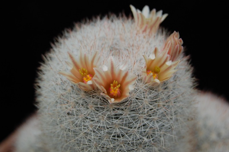 Mammillaria candida v. caespitosa 