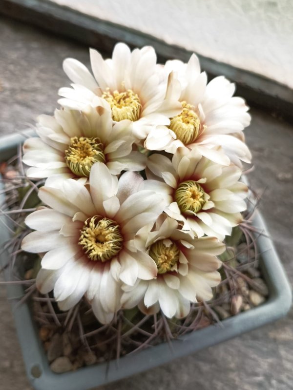 Gymnocalycium ochoterenae ssp. vatteri 