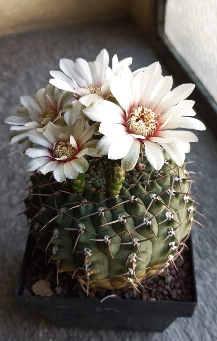 Gymnocalycium ochoterenae ssp. vatteri 