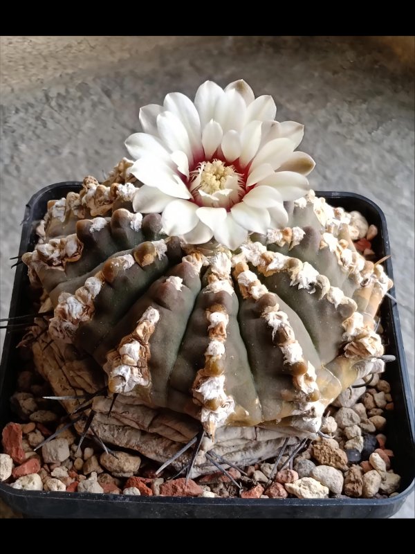 Gymnocalycium vatteri 