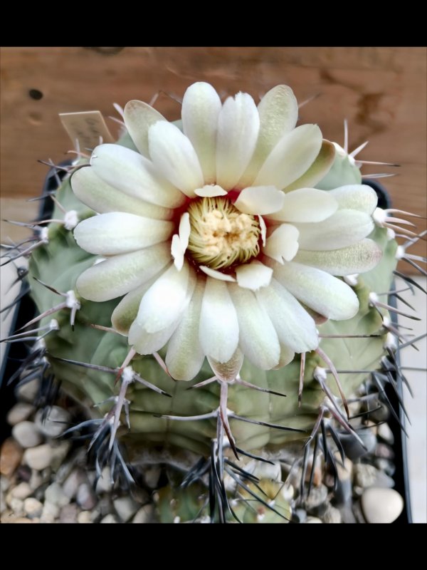 Gymnocalycium vatteri 