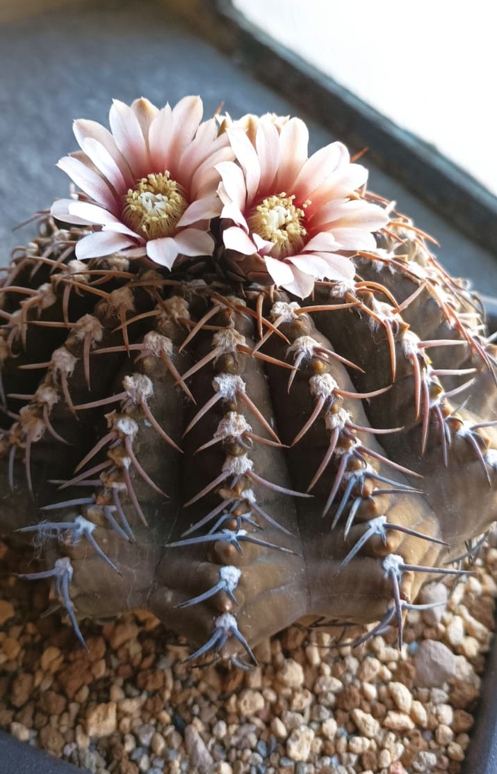 Gymnocalycium ochoterenae ssp. vatteri 