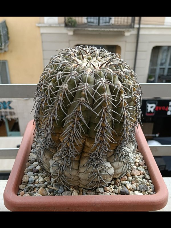 gymnocalycium spegazzinii
