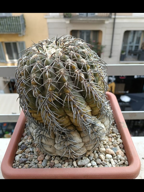 Gymnocalycium spegazzinii 