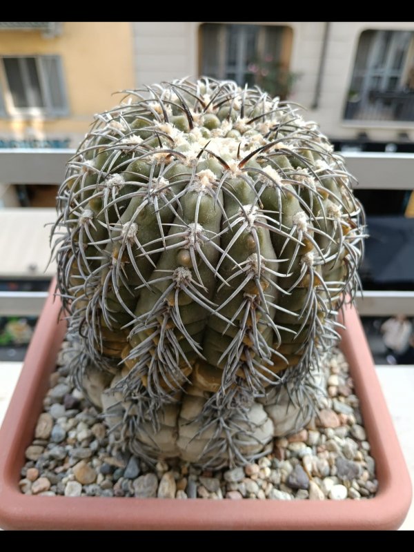 Gymnocalycium spegazzinii 