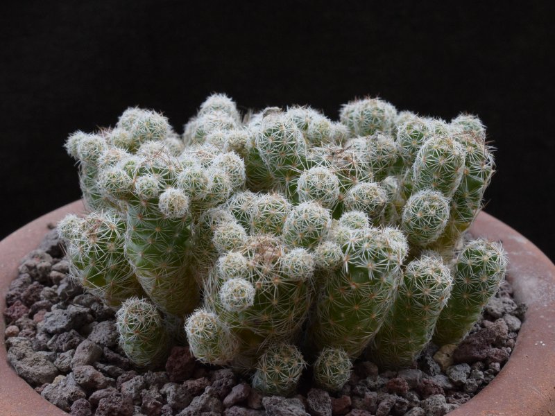 Mammillaria vetula ssp. gracilis 