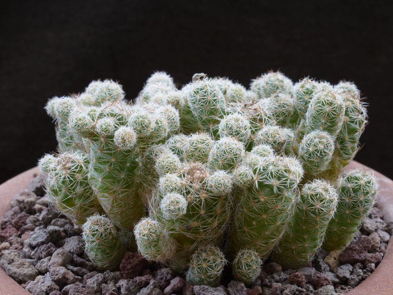 Mammillaria vetula ssp. gracilis 