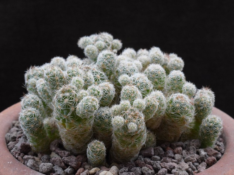 Mammillaria vetula ssp. gracilis 