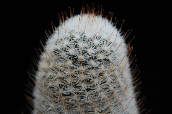 Mammillaria viescensis 