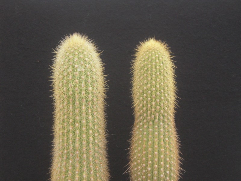 Weberbauerocereus johnsonii 