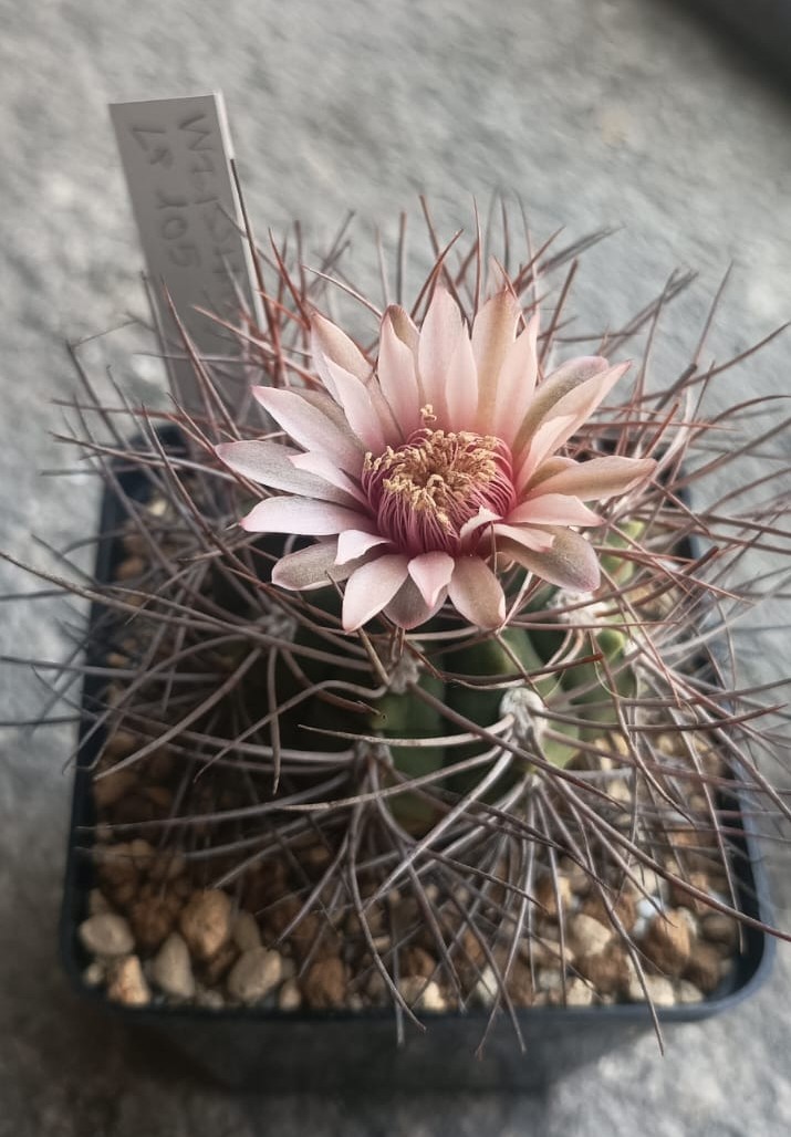 gymnocalycium weissianum