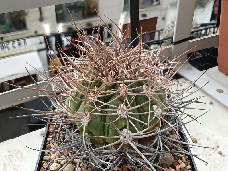 gymnocalycium weissianum