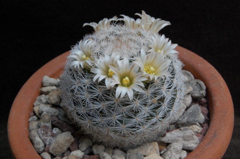 Mammillaria wohlschlageri 