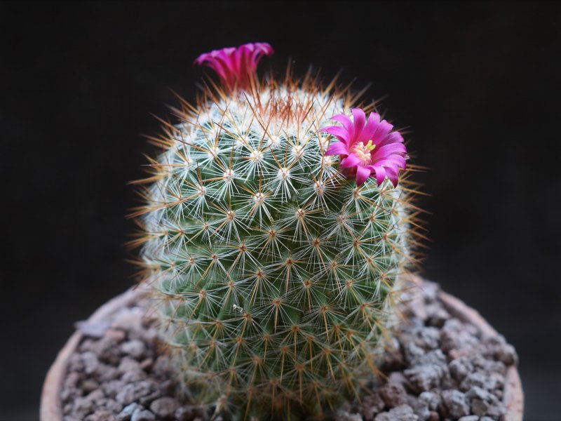 Mammillaria rekoi WTH 1008